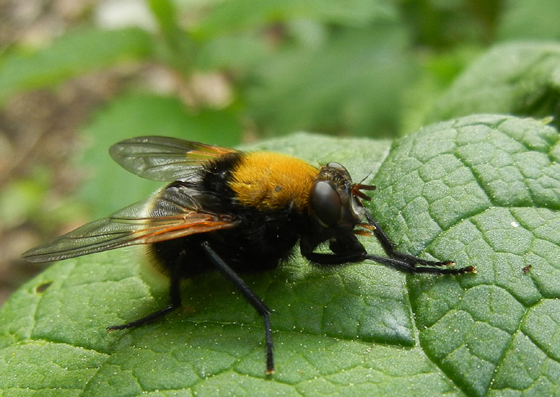 Mesembrina mystacea (Muscidae)